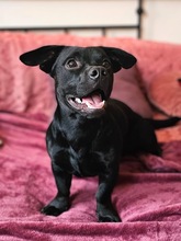 CHIP, Hund, Mischlingshund in Duderstadt - Bild 2