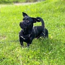 CHIP, Hund, Mischlingshund in Duderstadt - Bild 3