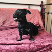 CHIP, Hund, Mischlingshund in Duderstadt - Bild 4