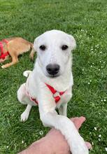 BIANCA, Hund, Mischlingshund in Braunsbedra - Bild 2