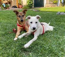 BIANCA, Hund, Mischlingshund in Braunsbedra - Bild 3