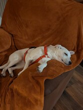 BIANCA, Hund, Mischlingshund in Braunsbedra - Bild 4