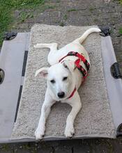 BIANCA, Hund, Mischlingshund in Braunsbedra - Bild 5