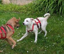 BIANCA, Hund, Mischlingshund in Braunsbedra - Bild 6