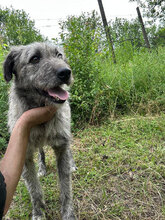 PACO, Hund, Mischlingshund in Rumänien - Bild 1