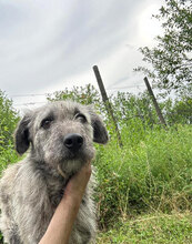 PACO, Hund, Mischlingshund in Rumänien - Bild 10