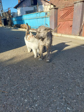 PACO, Hund, Mischlingshund in Rumänien - Bild 11