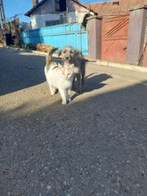 PACO, Hund, Mischlingshund in Rumänien - Bild 12
