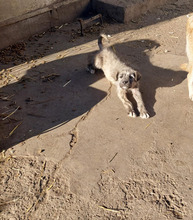 PACO, Hund, Mischlingshund in Rumänien - Bild 13