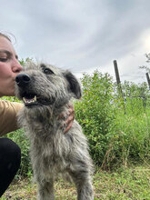 PACO, Hund, Mischlingshund in Rumänien - Bild 2
