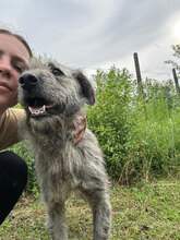 PACO, Hund, Mischlingshund in Rumänien - Bild 3