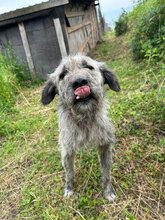 PACO, Hund, Mischlingshund in Rumänien - Bild 4