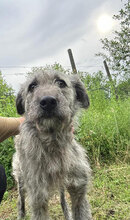 PACO, Hund, Mischlingshund in Rumänien - Bild 5