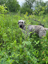 PACO, Hund, Mischlingshund in Rumänien - Bild 6