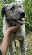 PACO, Hund, Mischlingshund in Rumänien - Bild 7