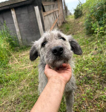 PACO, Hund, Mischlingshund in Rumänien - Bild 8