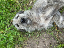 PACO, Hund, Mischlingshund in Rumänien - Bild 9