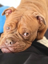 CAPONE, Hund, Old English Bulldog in Bökensberg - Bild 1