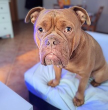 CAPONE, Hund, Old English Bulldog in Bökensberg - Bild 3