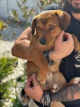 MARSCHALL, Hund, Mischlingshund in Rumänien - Bild 1