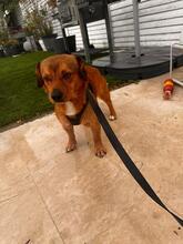 MARSCHALL, Hund, Mischlingshund in Rumänien - Bild 2