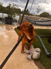 MARSCHALL, Hund, Mischlingshund in Rumänien - Bild 3
