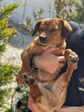 MARSCHALL, Hund, Mischlingshund in Rumänien - Bild 4