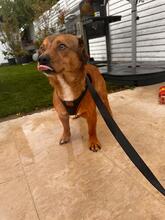 MARSCHALL, Hund, Mischlingshund in Rumänien - Bild 5