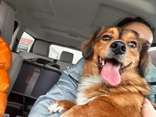 MURPHY, Hund, Mischlingshund in Rumänien - Bild 1