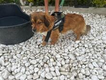 MURPHY, Hund, Mischlingshund in Rumänien - Bild 2