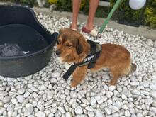 MURPHY, Hund, Mischlingshund in Rumänien - Bild 3