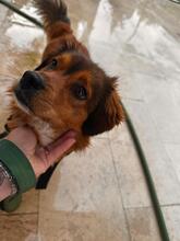 MURPHY, Hund, Mischlingshund in Rumänien - Bild 4
