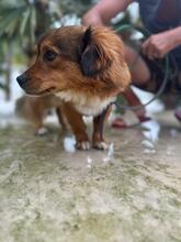 MURPHY, Hund, Mischlingshund in Rumänien - Bild 5