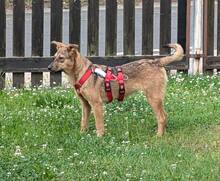 AVANI, Hund, Mischlingshund in Braunsbedra - Bild 1