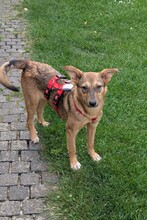 AVANI, Hund, Mischlingshund in Braunsbedra - Bild 2