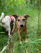 AVANI, Hund, Mischlingshund in Braunsbedra - Bild 3