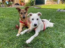 AVANI, Hund, Mischlingshund in Braunsbedra - Bild 4