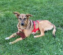 AVANI, Hund, Mischlingshund in Braunsbedra - Bild 5