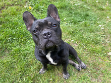 DUSTIN, Hund, Französische Bulldogge in Hamburg - Bild 1