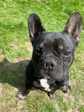 DUSTIN, Hund, Französische Bulldogge in Hamburg - Bild 2