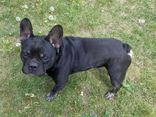 DUSTIN, Hund, Französische Bulldogge in Hamburg - Bild 3