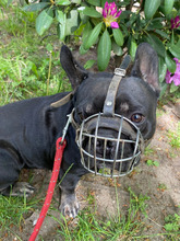 DUSTIN, Hund, Französische Bulldogge in Hamburg - Bild 4