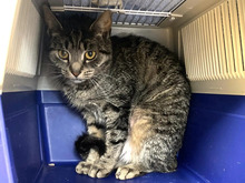 TILLA, Katze, Europäisch Kurzhaar in Hamburg - Bild 1