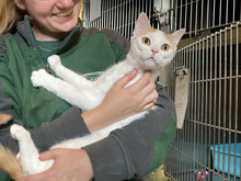 CALLI, Katze, Europäisch Kurzhaar in Hamburg - Bild 1