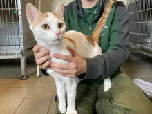 CALLI, Katze, Europäisch Kurzhaar in Hamburg - Bild 2