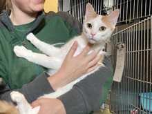 CALLI, Katze, Europäisch Kurzhaar in Hamburg - Bild 3