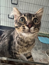 MOSSY, Katze, Europäisch Kurzhaar in Spanien - Bild 1