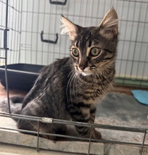 MOSSY, Katze, Europäisch Kurzhaar in Spanien - Bild 2