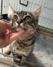 MOSSY, Katze, Europäisch Kurzhaar in Spanien - Bild 3