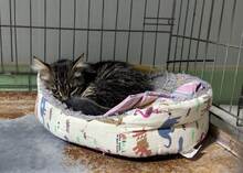 MOSSY, Katze, Europäisch Kurzhaar in Spanien - Bild 4